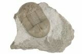 Rare, Dysplanus Babinoensis Trilobite - Russia #191053-1